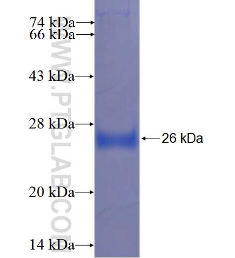 FAM3C fusion protein Ag5516 SDS-PAGE