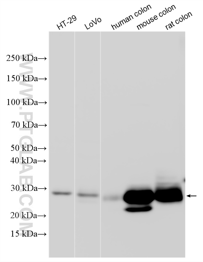 WB analysis using 12336-1-AP