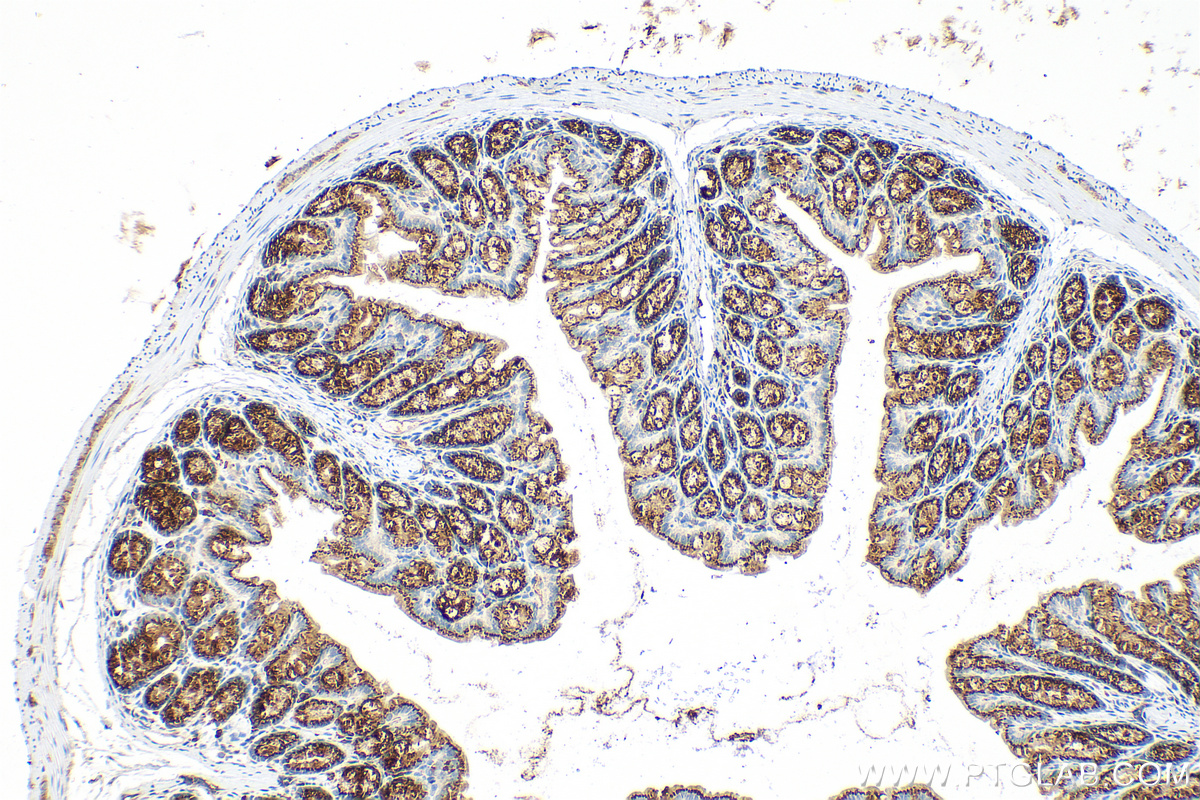 Immunohistochemical analysis of paraffin-embedded mouse colon tissue slide using 32785-1-AP (FAM3D antibody) at dilution of 1:800 (under 10x lens). Heat mediated antigen retrieval with Tris-EDTA buffer (pH 9.0). IHC staining of mouse colon using 32785-1-AP