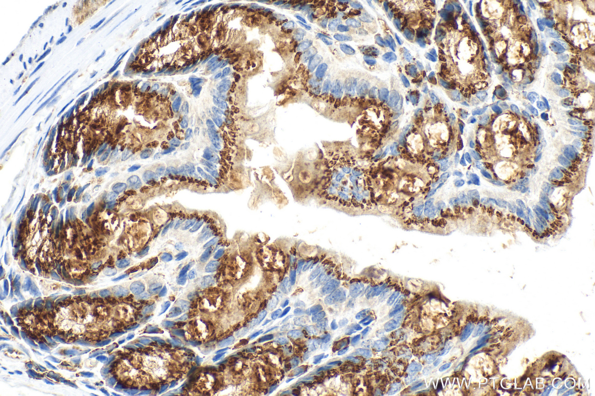 Immunohistochemical analysis of paraffin-embedded mouse colon tissue slide using 32785-1-AP (FAM3D antibody) at dilution of 1:800 (under 40x lens). Heat mediated antigen retrieval with Tris-EDTA buffer (pH 9.0). IHC staining of mouse colon using 32785-1-AP