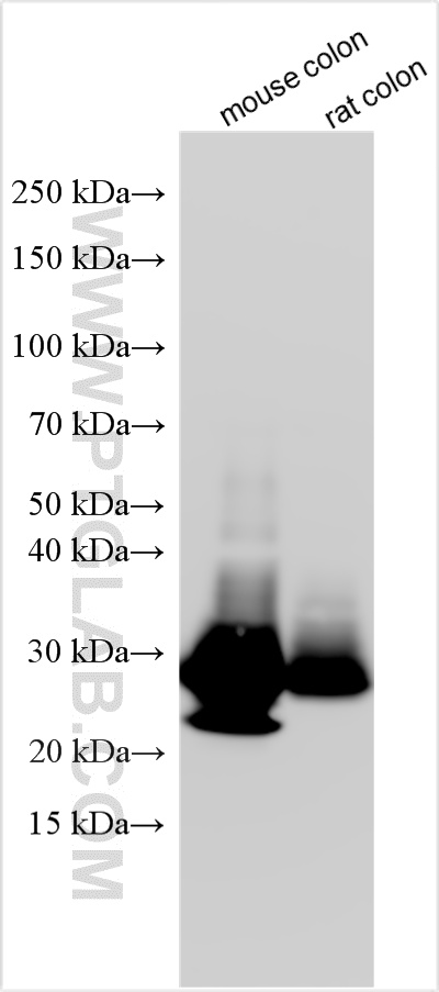 Various lysates were subjected to SDS PAGE followed by western blot with 32785-1-AP (FAM3D antibody) at dilution of 1:4000 incubated at room temperature for 1.5 hours. WB analysis using 32785-1-AP