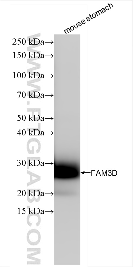 WB analysis of mouse stomach using 86090-1-RR