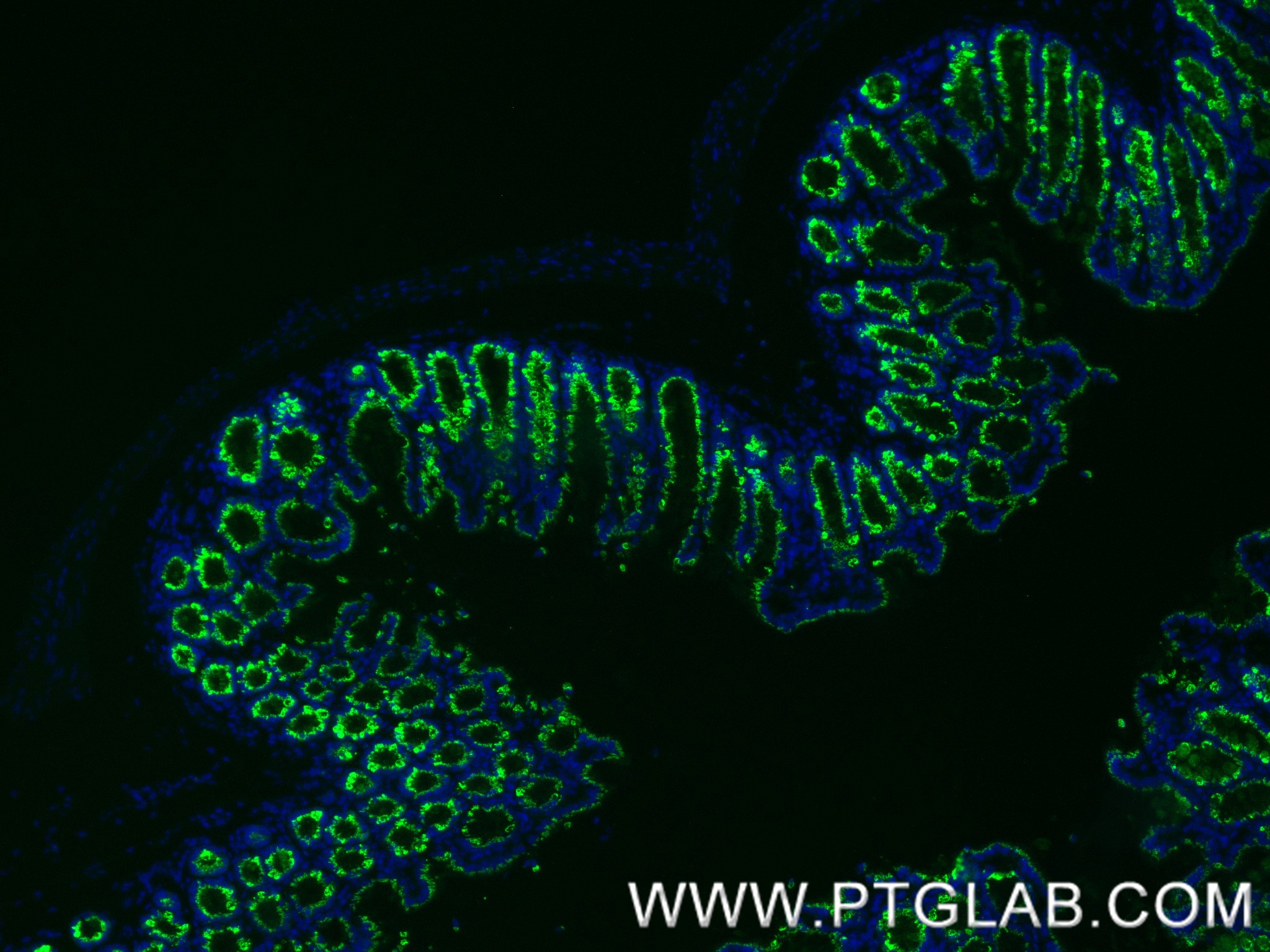 IF Staining of mouse colon using 86090-2-RR