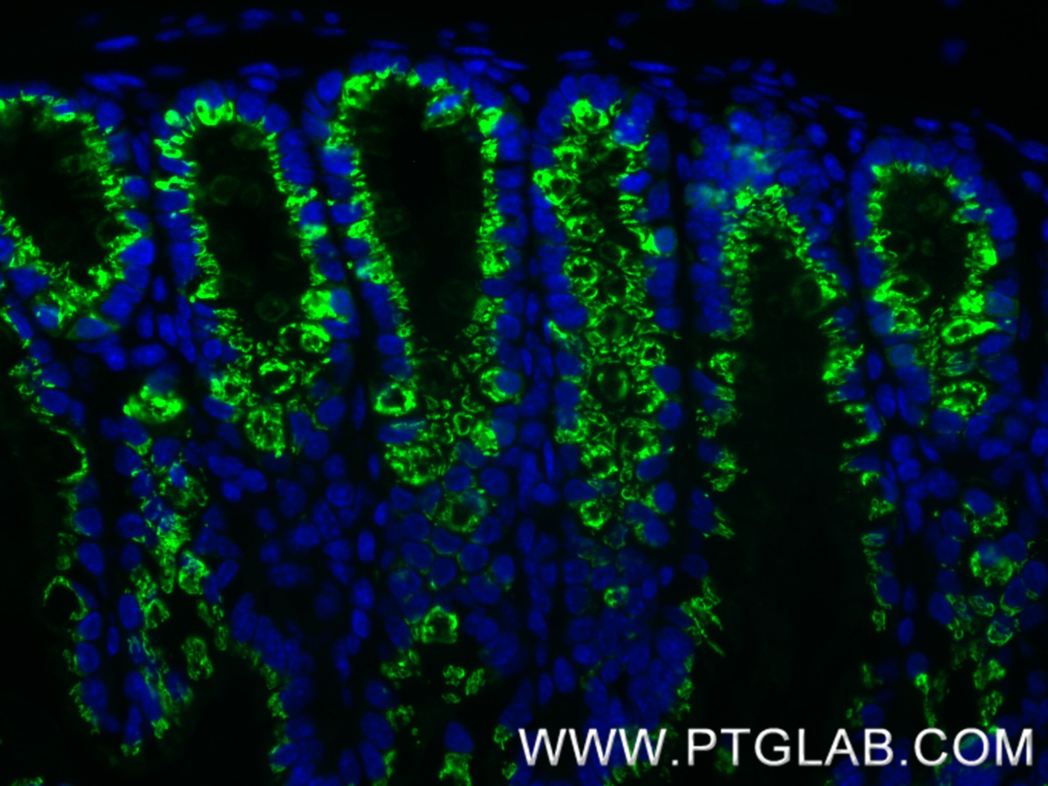 IF Staining of mouse colon using 86090-2-RR