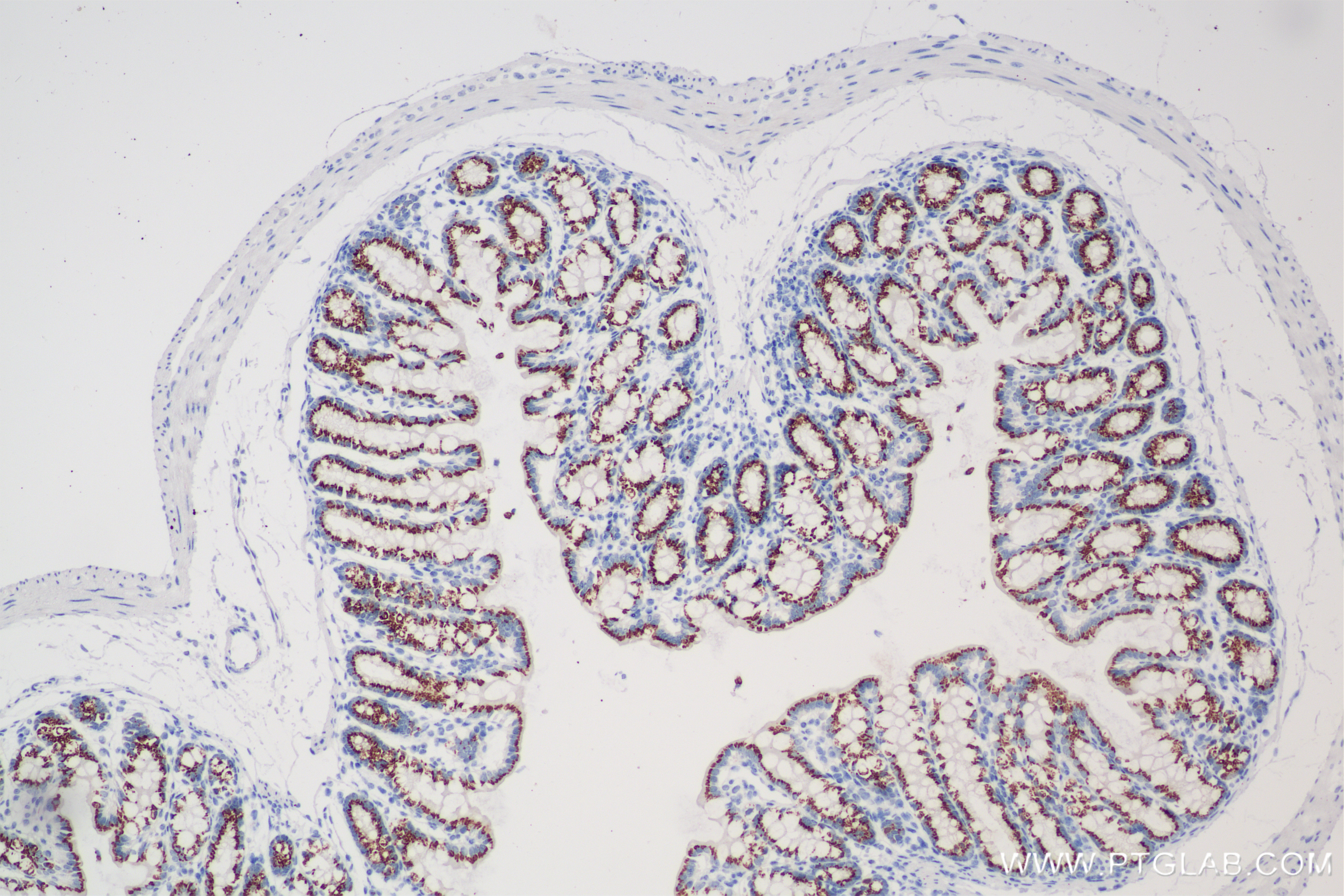 IHC staining of mouse colon using 86090-2-RR