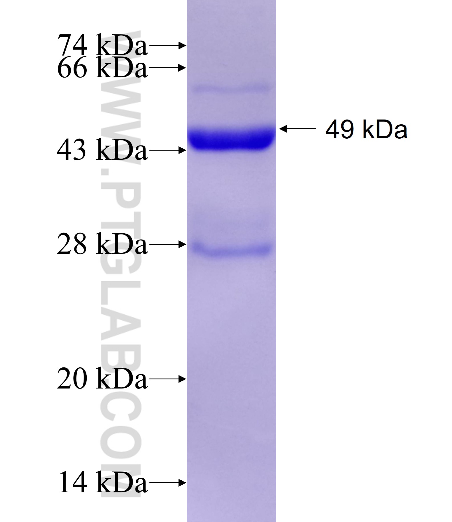 FAM3D fusion protein Ag2965 SDS-PAGE