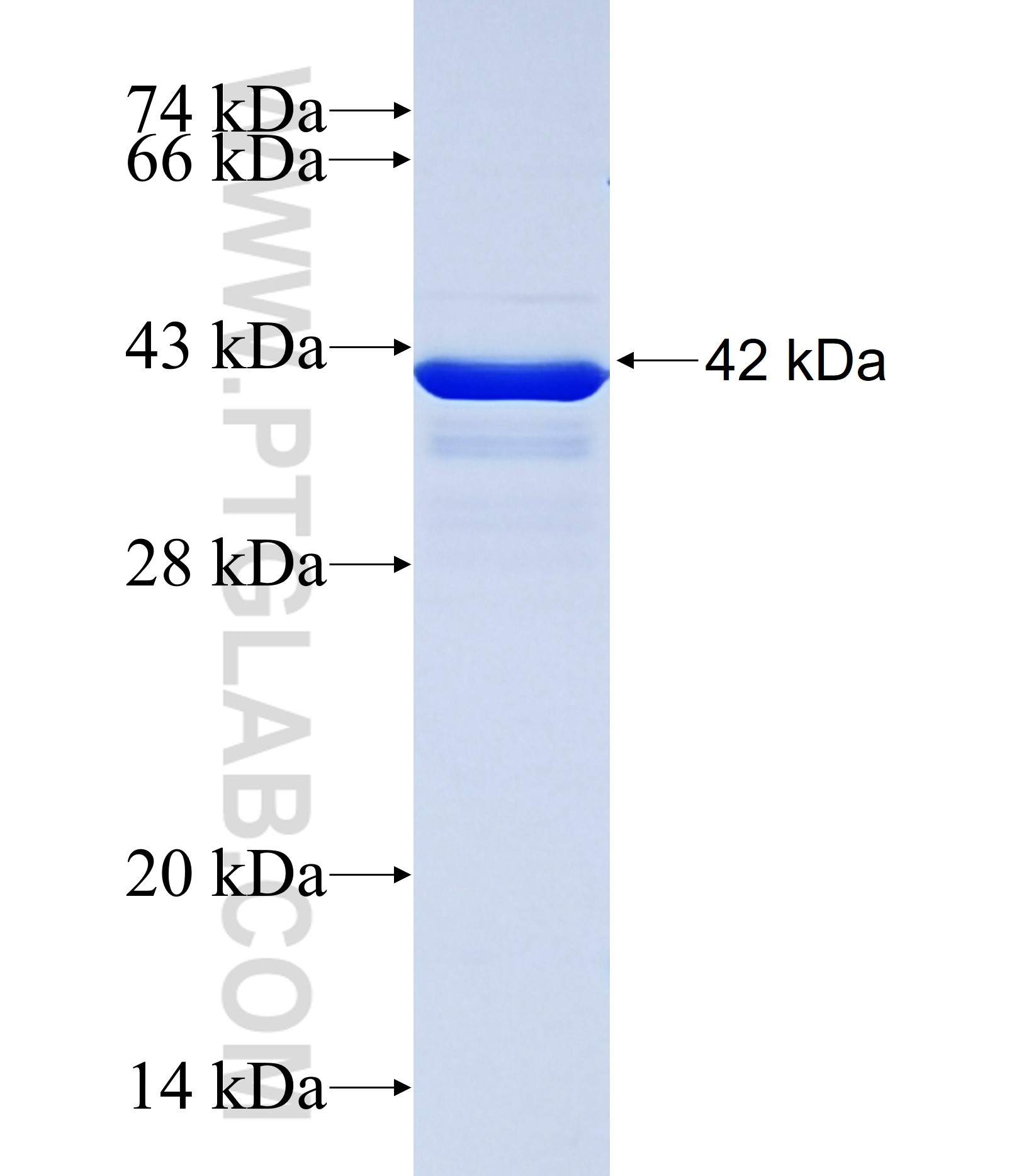 FAM40A fusion protein Ag38142 SDS-PAGE