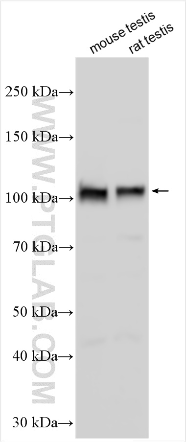 WB analysis using 25163-1-AP