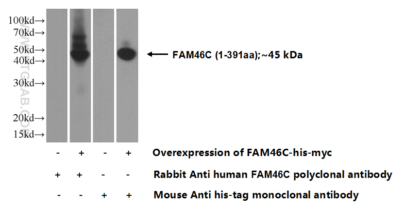 FAM46C