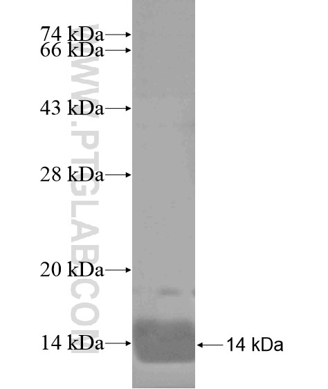 FAM46C fusion protein Ag19147 SDS-PAGE