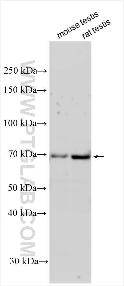 WB analysis using 24467-1-AP
