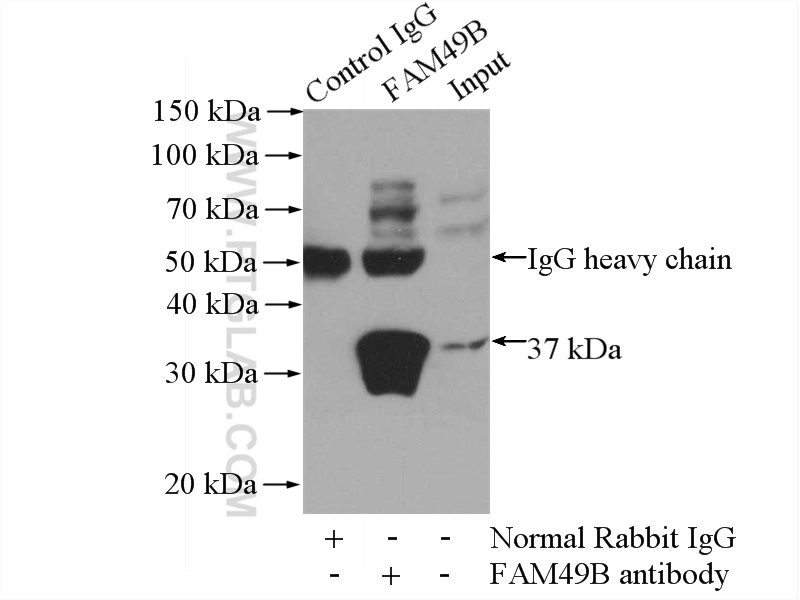 IP experiment of mouse brain using 20127-1-AP