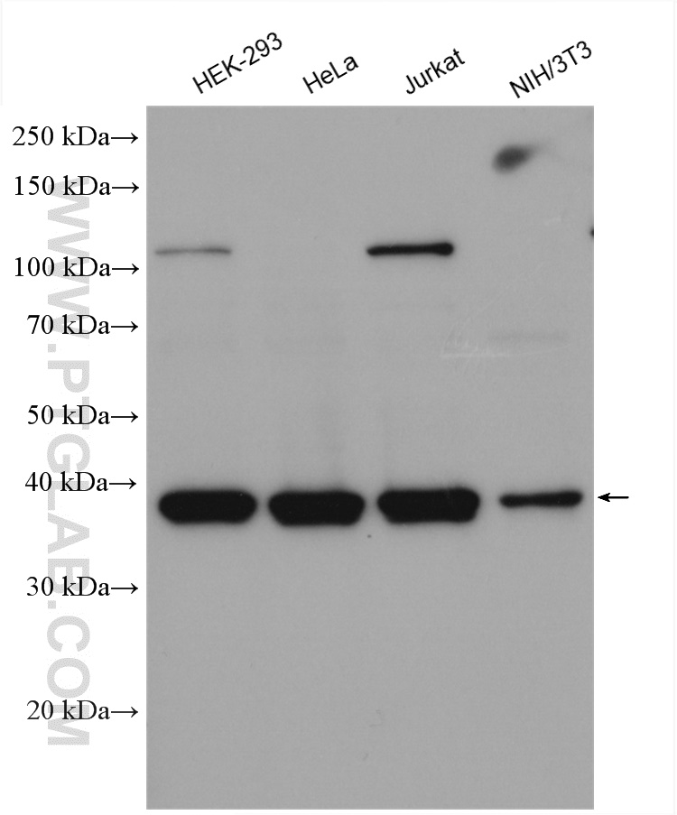 WB analysis using 19849-1-AP