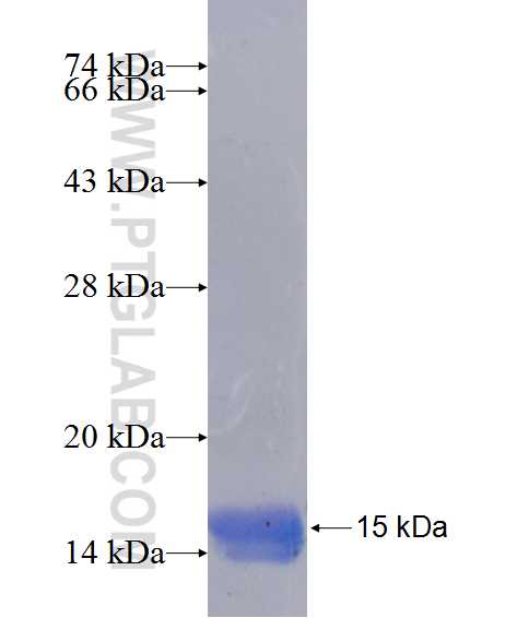 FAM50A fusion protein Ag14095 SDS-PAGE FAM50A fusion protein Ag14095 SDS-PAGE