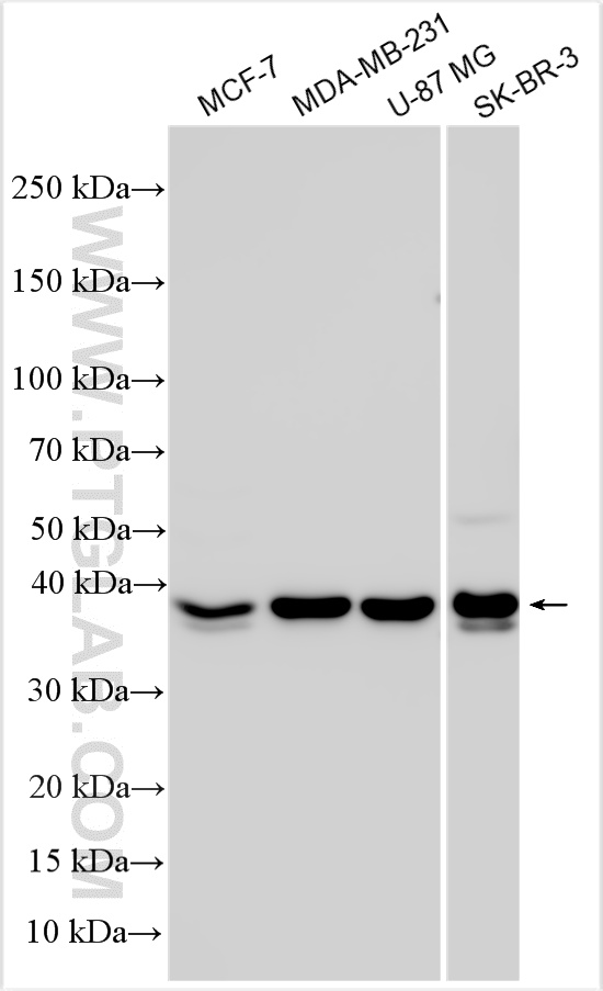 Various lysates were subjected to SDS PAGE followed by western blot with 32562-1-AP (FAM50B antibody) at dilution of 1:2000 incubated at room temperature for 1.5 hours. WB analysis using 32562-1-AP