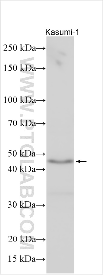 WB analysis using 26569-1-AP