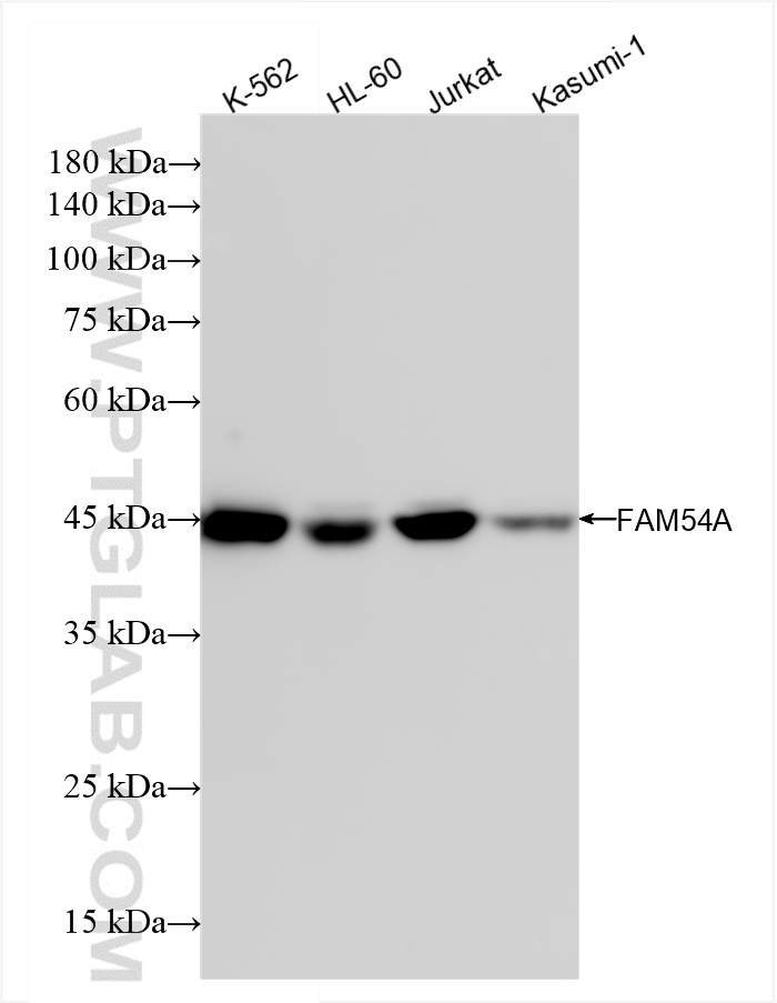WB analysis using 85219-3-RR (same clone as 85219-3-PBS)