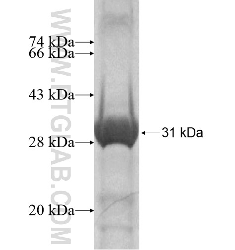 FAM55A fusion protein Ag15322 SDS-PAGE FAM55A fusion protein Ag15322 SDS-PAGE