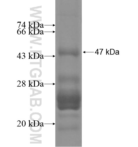 FAM5B fusion protein Ag15365 SDS-PAGE FAM5B fusion protein Ag15365 SDS-PAGE