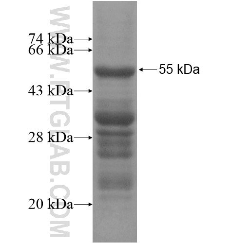 FAM60A fusion protein Ag14288 SDS-PAGE FAM60A fusion protein Ag14288 SDS-PAGE