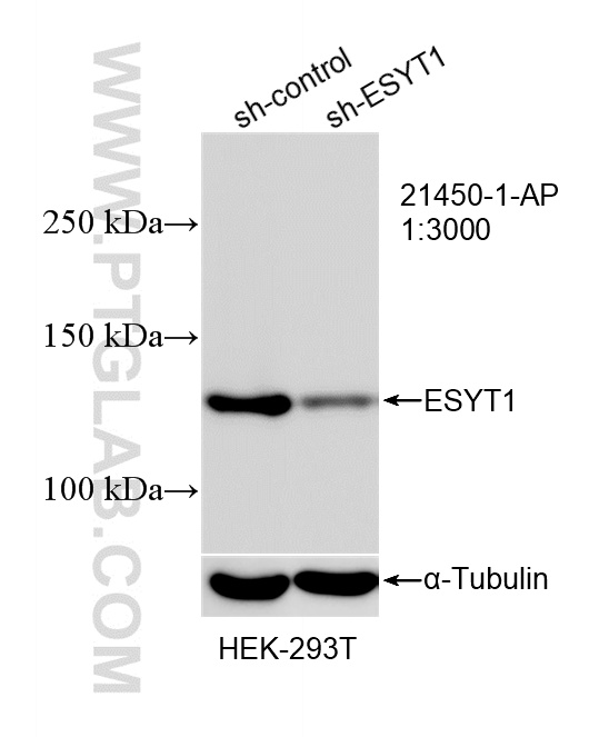 WB analysis of HEK-293T using 21450-1-AP
