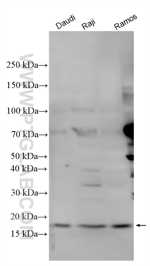 Various lysates were subjected to SDS PAGE followed by western blot with 33987-1-AP (FAM72A antibody) at dilution of 1:500 incubated at room temperature for 1.5 hours. WB analysis using 33987-1-AP