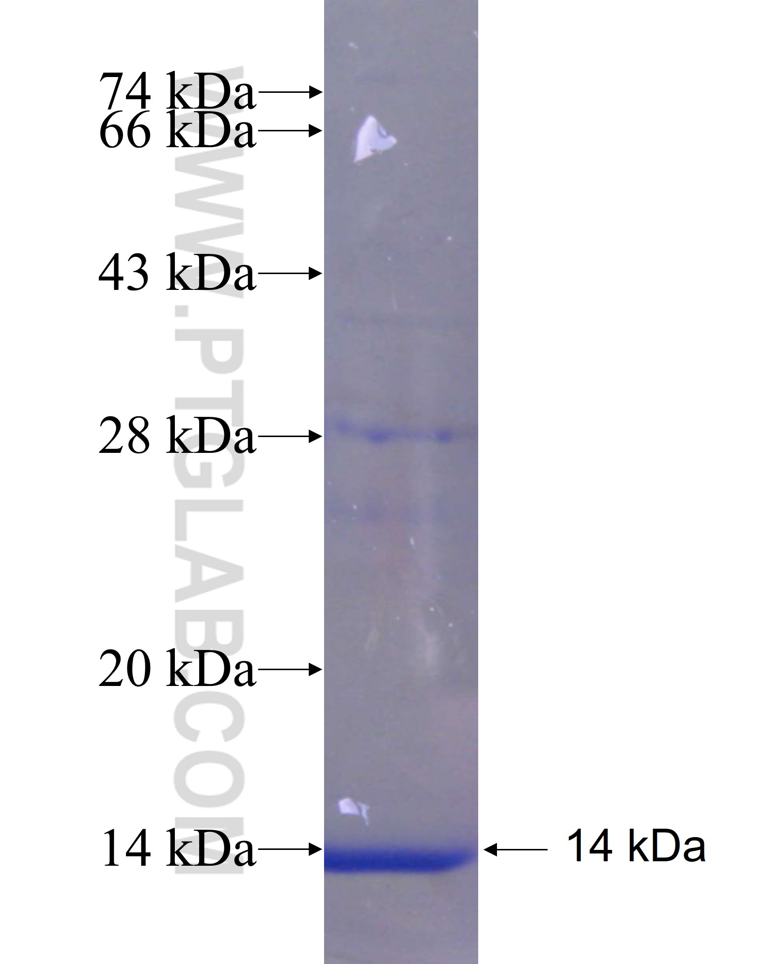 FAM78B fusion protein Ag23658 SDS-PAGE