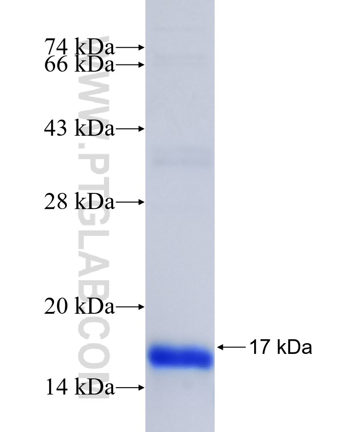 FAM82A1 fusion protein Ag40549 SDS-PAGE