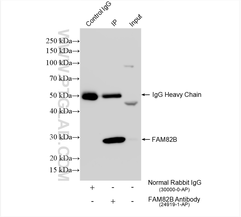 IP result of anti-FAM82B (IP:24919-1-AP, 4ug; Detection:24919-1-AP 1:600) with HeLa cells lysate 1760 ug. IP experiment of HeLa using 24919-1-AP