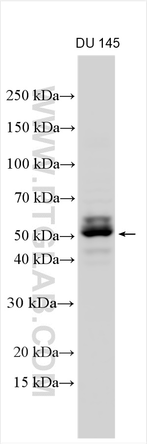 WB analysis using 29289-1-AP
