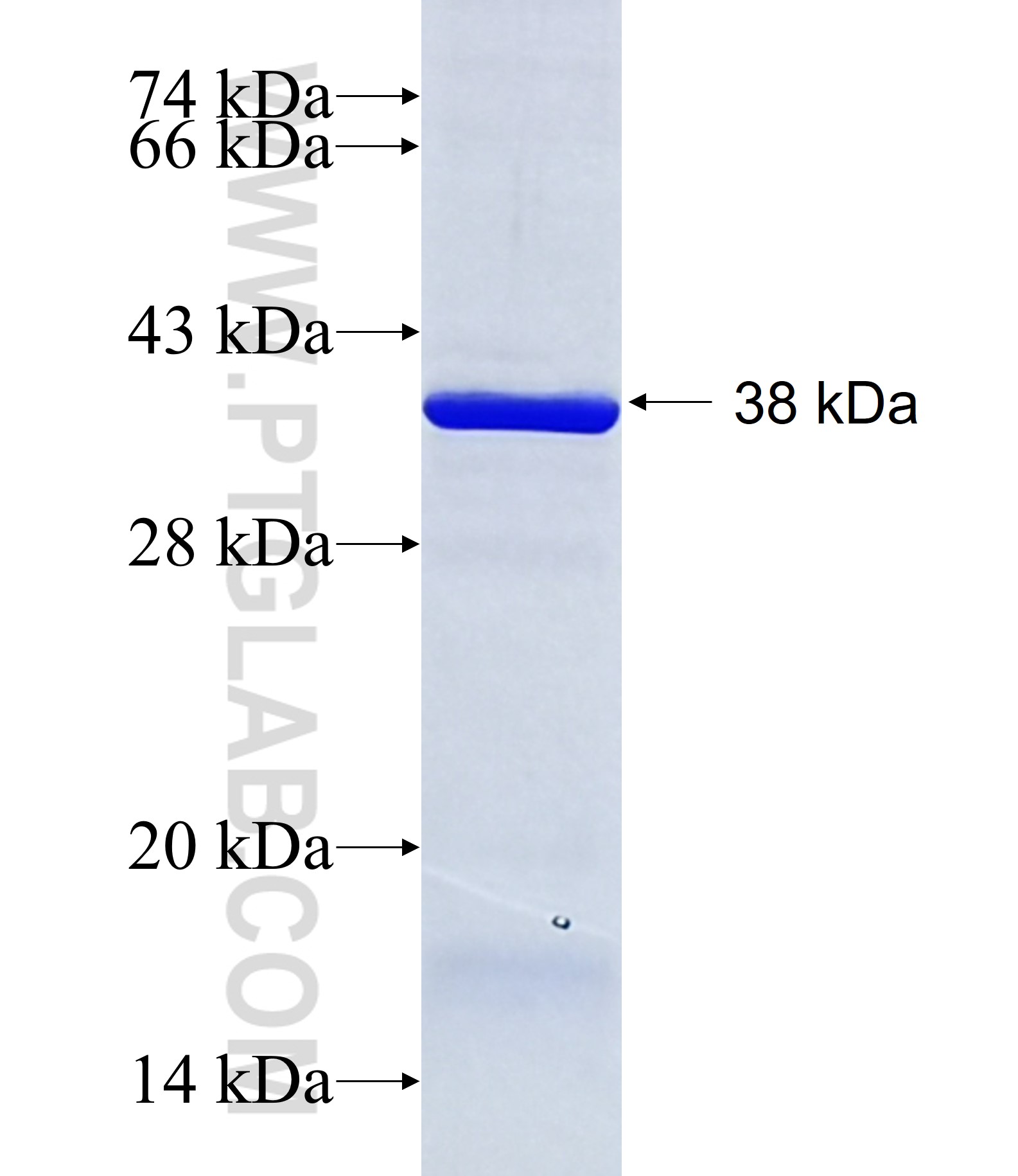 FAM83A fusion protein Ag15137 SDS-PAGE