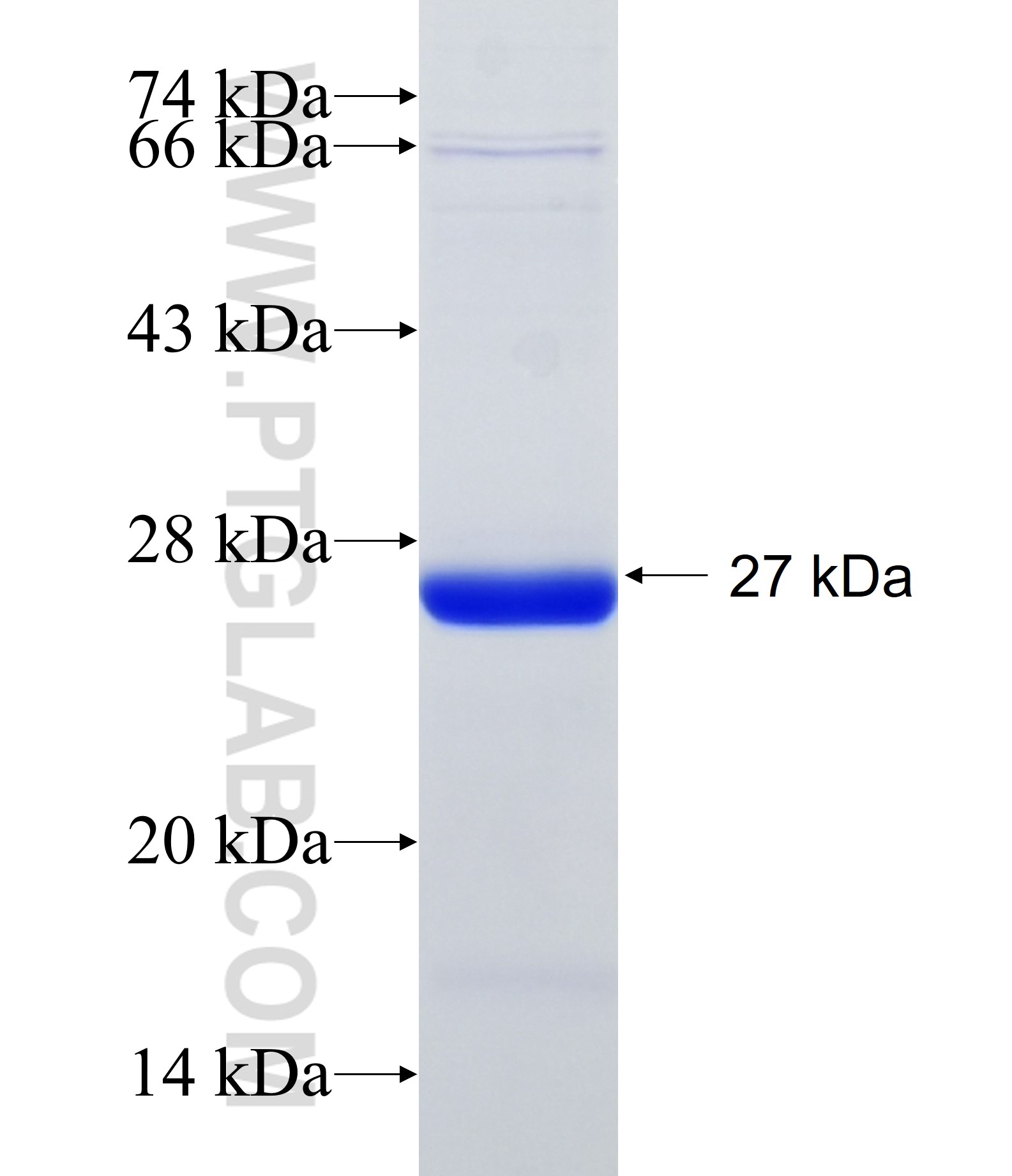 FAM83D fusion protein Ag34161 SDS-PAGE