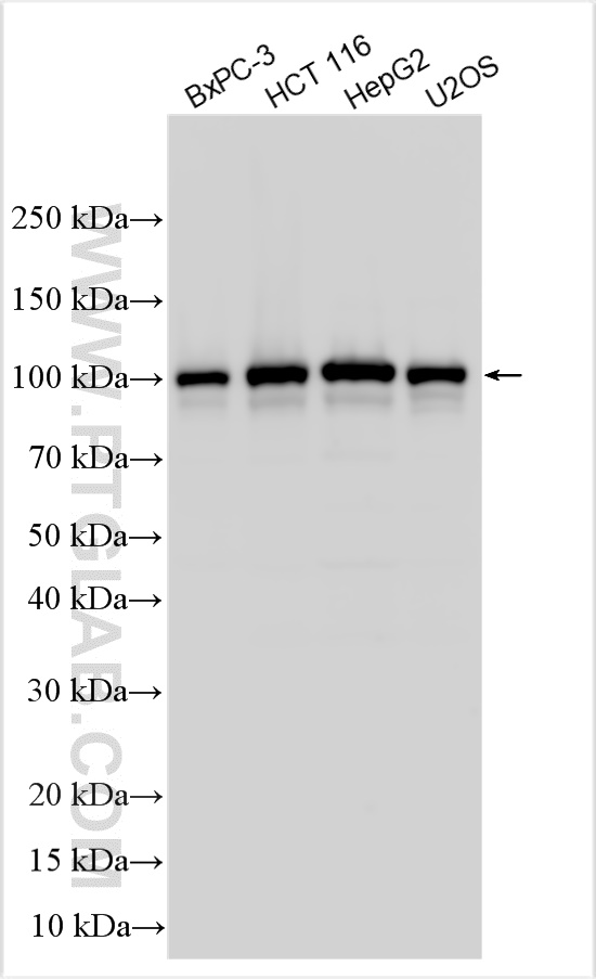 WB analysis using 29366-1-AP