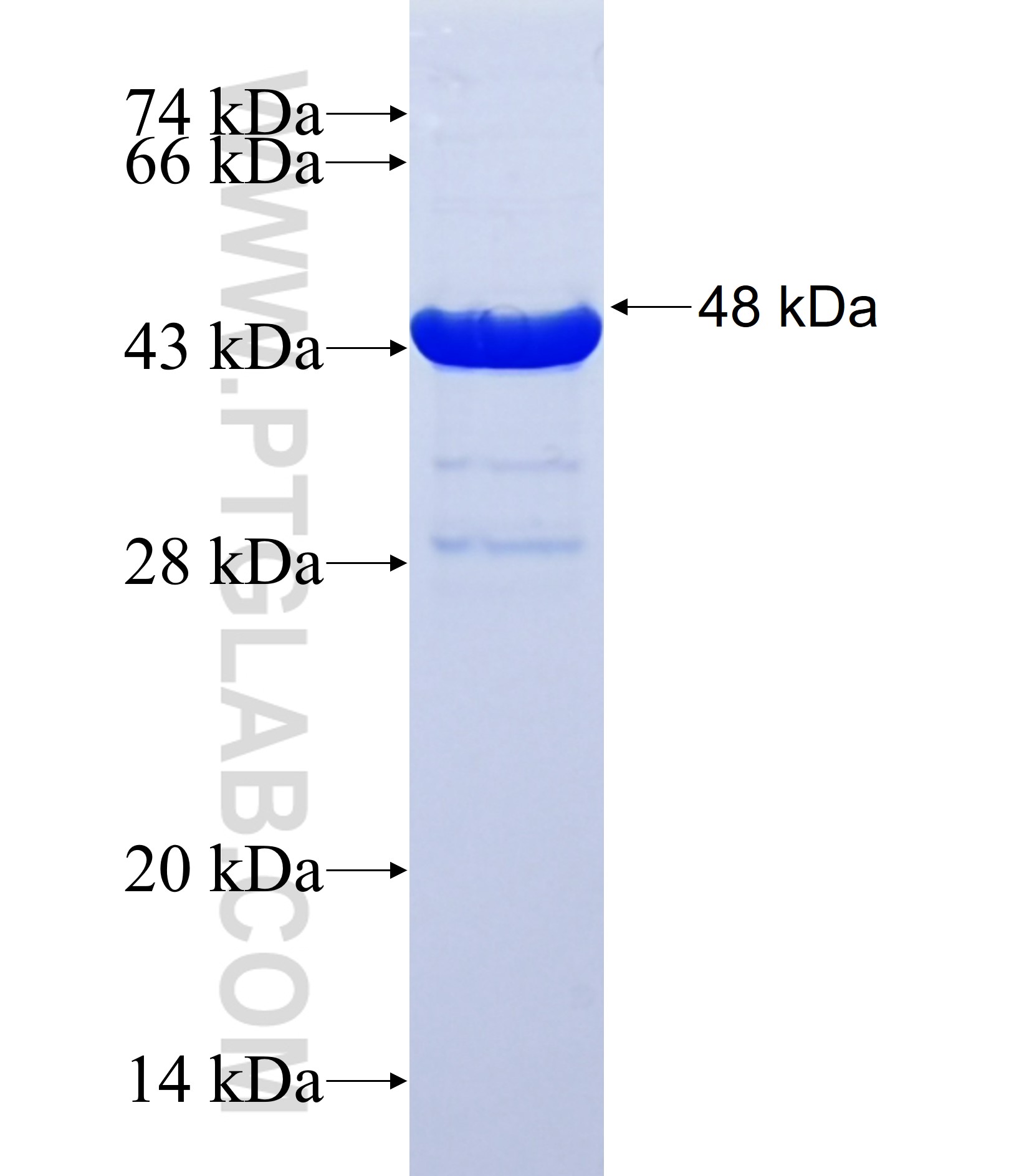 FAM83H fusion protein Ag37139 SDS-PAGE