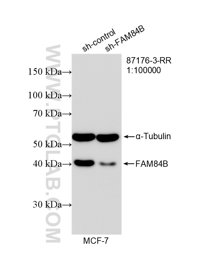 WB analysis of MCF-7 using 87176-3-RR (same clone as 87176-3-PBS) WB analysis of MCF-7 using 87176-3-RR (same clone as 87176-3-PBS)