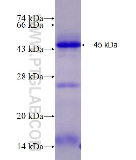 FAM84B fusion protein Ag13403 SDS-PAGE FAM84B fusion protein Ag13403 SDS-PAGE