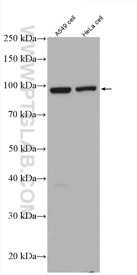 WB analysis of A549 using 27738-1-AP
