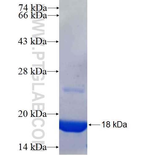 FAM92B fusion protein Ag24816 SDS-PAGE FAM92B fusion protein Ag24816 SDS-PAGE