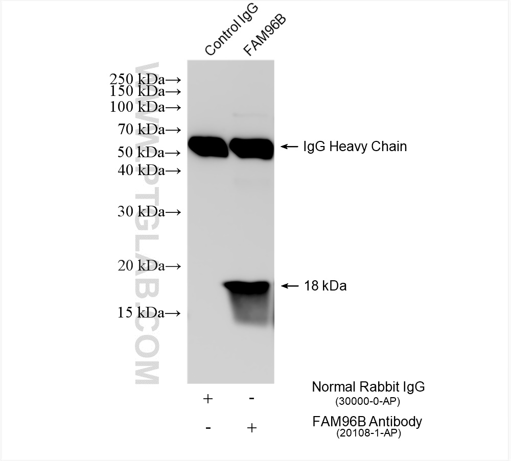 IP experiment of K-562 using 20108-1-AP