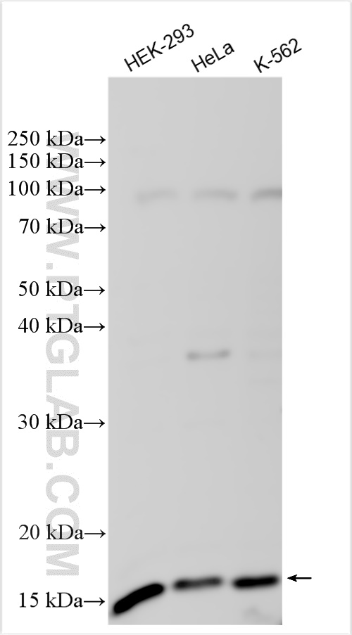 WB analysis using 20108-1-AP