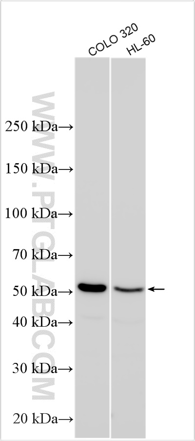 WB analysis using 26432-1-AP