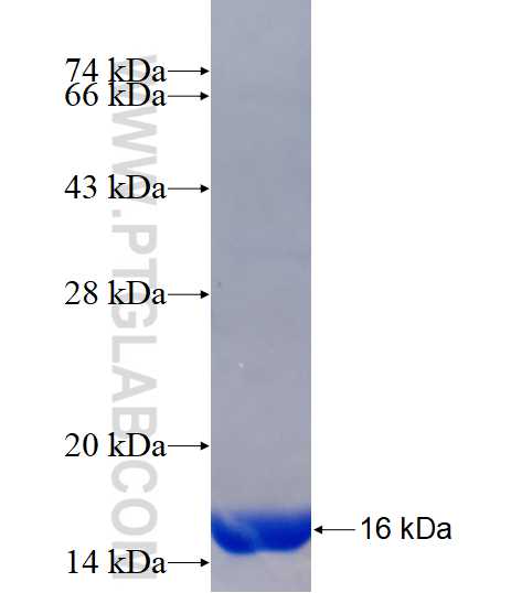 FAM98C fusion protein Ag15440 SDS-PAGE