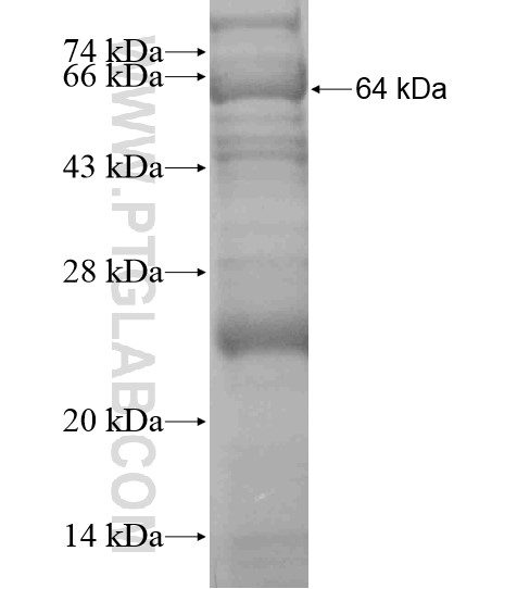 FANCB fusion protein Ag19587 SDS-PAGE FANCB fusion protein Ag19587 SDS-PAGE