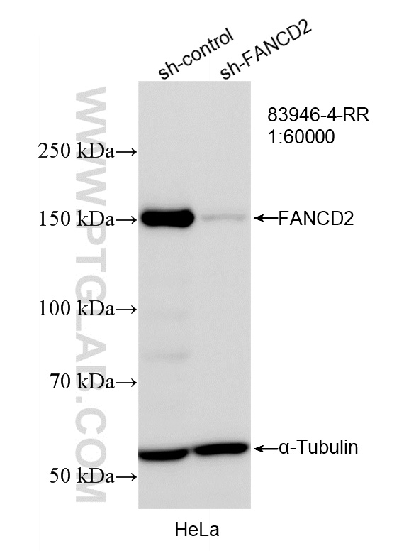 WB analysis of HeLa using 83946-4-RR