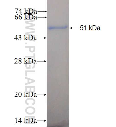 FANCG fusion protein Ag0249 SDS-PAGE