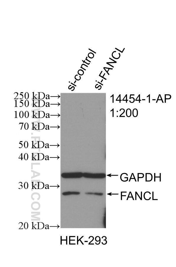 WB analysis of HEK-293 using 14454-1-AP