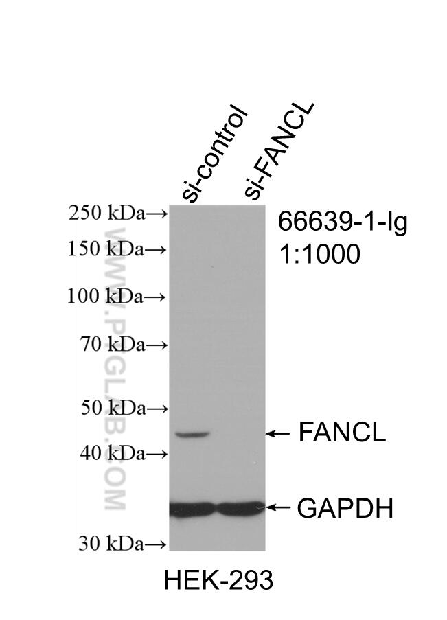 WB analysis of HEK-293 using 66639-1-Ig