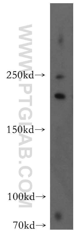 WB analysis of HeLa using 12954-1-AP