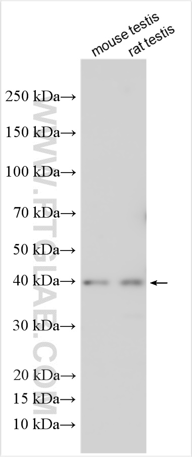 WB analysis using 17167-1-AP