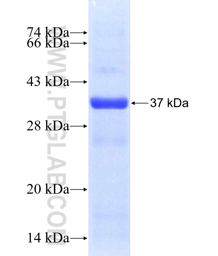 FAR1 fusion protein Ag9050 SDS-PAGE